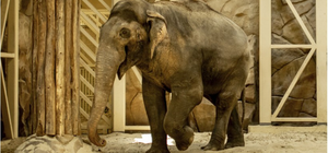 В Харьковском зоопарке появятся новые слоны