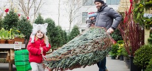 Скільки коштують ялинки у львівських лісгоспах цього року