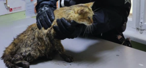 Стало известно, что с кошкой, которую спасли патрульные в Днепре