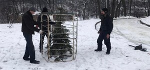 У львівському парку почали «садити» ялинки за ґрати