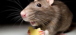 На Лесной мышь лакомилась штруделем в витрине кафе