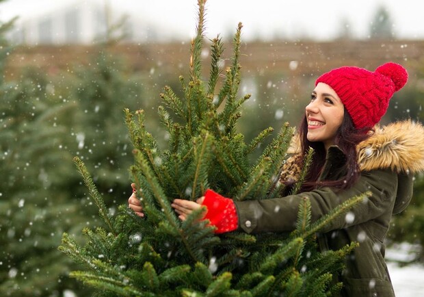 Сколько стоят новогодние елки в Харькове на елочных базарах. 