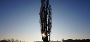 В Запорожье хотят срезать 21 тысячу тополей