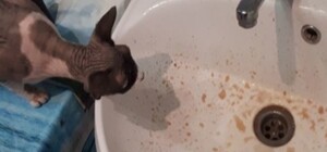 В Полтаве из кранов потекла грязная вода - водоканал обещает перерасчет