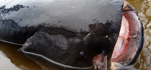 В Днепре водолазы поймали 