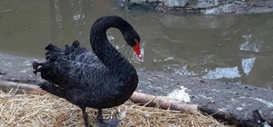 Экологи спасли австралийского черного лебедя: он переехал в одесский зоопарк