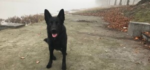 На Русановке мальчик провалился под лед, спасая собаку