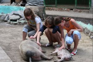 Фото пресс-службы горсовета. Харьковчане смогут увидеть зверей не только за решеткой в зоопарке. 