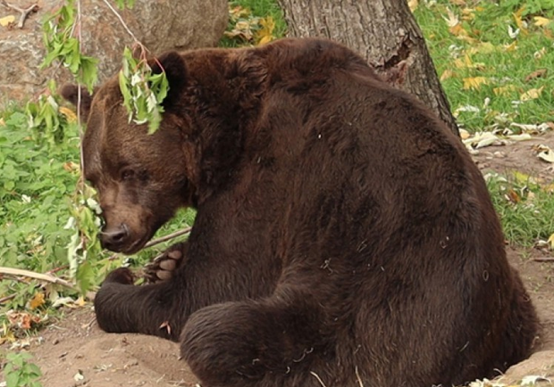 В Харьковском зоопарке уснули медведи. 