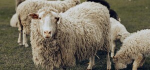 В экопарке под Полтавой дорожает входной билет