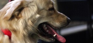 Біля Львова чоловік застрелив собаку та погрожував зробити те ж саме з її власницею