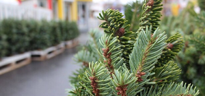Где и почем в Одессе купить новогоднюю елку 