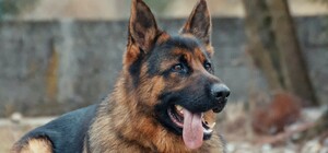 В Днепре на левом берегу построили площадку для выгула собак