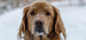 Жителей Оболони предупредили о разбросанной отраве для собак