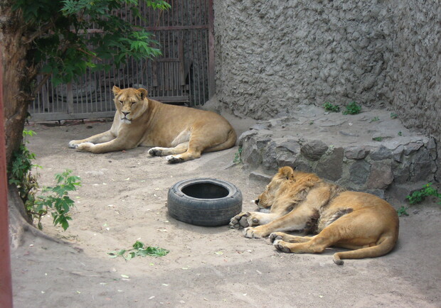 Для харьковчан и гостей города стало доброй традицией приходить в этот день в зоопарк. Фото из архива "КП".