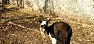 В Одесском зоопарке родился детеныш ламы