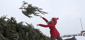 Харьковчан просят отдать новогодние елки на корм животным