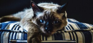 В Запорожье хозяева решили усыпить породистого кота