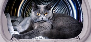 В Днепре кот полчаса провел в работающей стиральной машинке