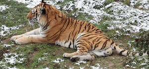 В Харьковском зоопарке продлили свободное посещение