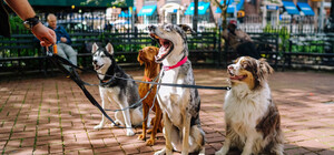 До 2030 года в Киеве не останется бездомных животных: как это возможно