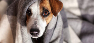 В Запорожье идут морозы до -15 градусов