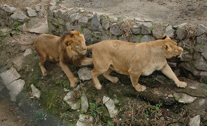 Фото пресс-службы зоопарка. Симба не может "слюбится" с львицей. 