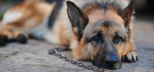 В Запорожской области хотят усыпить здоровую овчарку из-за маленького ребенка