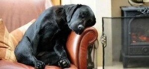 В Днепре в ветклинику привели пьяного лабрадора