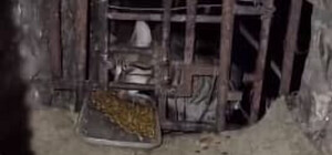 В подвале дома на Черемушках замуровали котов: они были там два месяца