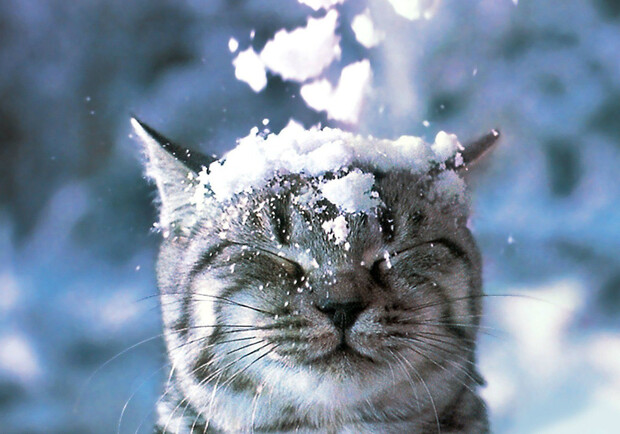 Погода в Харькове на этой неделе будет снежной, с 17 по 23 января 2022. 