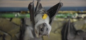 В одесском зоопарке родились летающие собаки