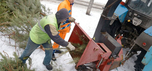 Как в Полтаве перерабатывают новогодние ели