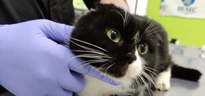 В Днепре на улице нашли переноску с кошкой, в которую стреляли: хозяйка мертва