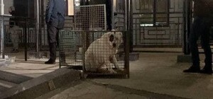 Хозяина алабаев, которые напали на одесситов, нашли: ему вернули собак 