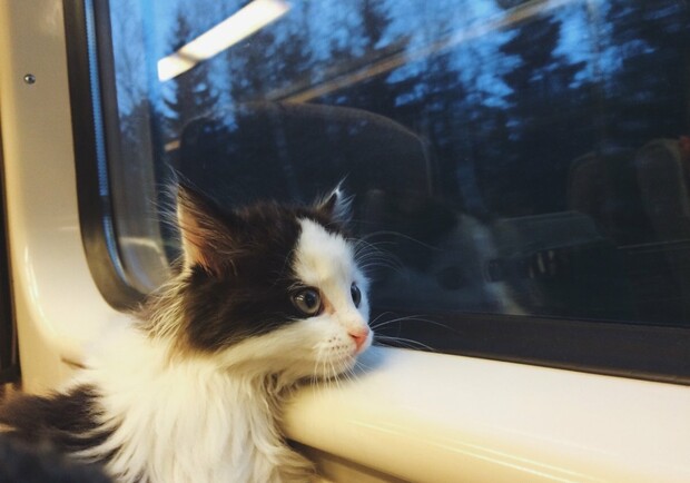 Как перевезти животных в поезде по Украине. 