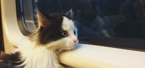 Правила, билеты и документы: как путешествовать с животными в поезде по Украине