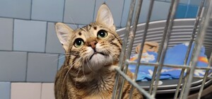 Днепрян просят приходить в приют и гладить котиков