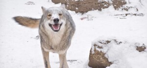 Как зимуют животные в Одесском зоопарке (фото, видео)