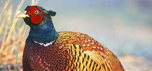 На Полтавщине в госпитале появились вольеры с экзотическими птицами 