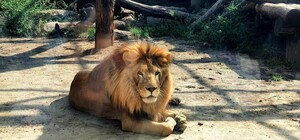 Без предварительной записи: в харьковском зоопарке продлили свободный вход до марта