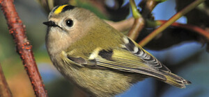 В Полтавском парке пересчитали всех птиц. Замечены поползень и дубонос