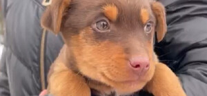 У бабушки, которую убили шлакоблоком, осталось больше десяти собак