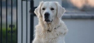 На Дорогожичах спасатели помогли собаке, которая застряла в железном заборе