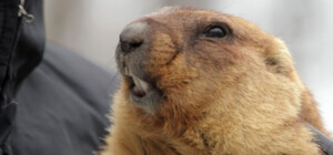 Сурок Тимка ІІІ дал прогноз погоды на весну в Украине