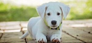 Горсовет Полтавы сократит число бродячих собак гуманными методами