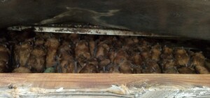 В квартире на Красном Камне обнаружили более 700 летучих мышей