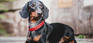 Жители Полтавы обвинили соседа в избиении собаки и обратились в суд