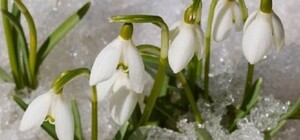 На Отрадном расцвели первые подснежники