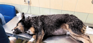 Вторая из отравленных вчера в Гидропарке собак умерла
